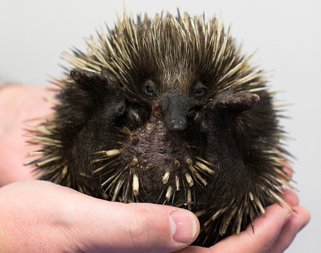 what's an echidna train rspca queensland